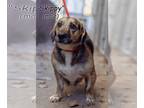 Bagle Hound DOG FOR ADOPTION RGADN-1221383 - Skippy - Beagle / Basset Hound /
