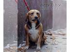 Beagle Mix DOG FOR ADOPTION RGADN-1221384 - Spunky - Beagle / Hound / Mixed