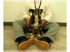 Australian Shepherd-Beagle Mix DOG FOR ADOPTION RGADN-1221405 - Ruger -