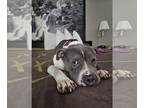 American Pit Bull Terrier DOG FOR ADOPTION RGADN-1221412 - Sammy the Sausauge -