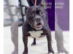 American French Bull Terrier DOG FOR ADOPTION RGADN-1221415 - Chris - American