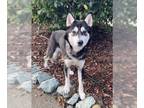 Mix DOG FOR ADOPTION RGADN-1221416 - KAREN - Husky (medium coat) Dog For