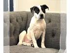 Boxer Mix DOG FOR ADOPTION RGADN-1221439 - Pearl Shea *LOCAL* - Boxer / Terrier