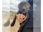 American Staffordshire Terrier Mix DOG FOR ADOPTION RGADN-1221441 - Lydia -