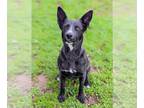 German Shepherd Dog Mix DOG FOR ADOPTION RGADN-1221456 - *MAISELLE - German