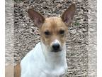 Jack-Rat Terrier DOG FOR ADOPTION RGADN-1221468 - Sweet Pea LOWER FEE!!