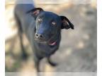 Shepradors DOG FOR ADOPTION RGADN-1221478 - BALLET - Labrador Retriever / German