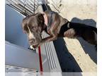 Staffordshire Bull Terrier Mix DOG FOR ADOPTION RGADN-1221487 - CASANOVA -