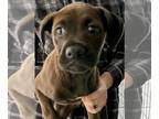 Boxador DOG FOR ADOPTION RGADN-1221512 - Liza - Labrador Retriever / Boxer /