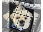 Shih Tzu DOG FOR ADOPTION RGADN-1221521 - Milo #5358 - Shih Tzu Dog For Adoption