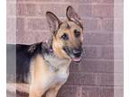 German Shepherd Dog Mix DOG FOR ADOPTION RGADN-1221539 - Bluebell - German
