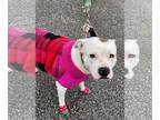 American Pit Bull Terrier DOG FOR ADOPTION RGADN-1221548 - Hazel - American Pit