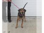 Beagle Mix DOG FOR ADOPTION RGADN-1221549 - HILDA - Beagle / Mixed (medium coat)