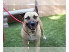 German Shepherd Dog-Mastiff Mix DOG FOR ADOPTION RGADN-1221551 - FRANK - Mastiff