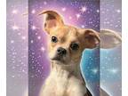 Boston Huahua DOG FOR ADOPTION RGADN-1221555 - DOUGIE HOWSER - Boston Terrier /