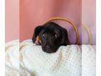 Shepradors DOG FOR ADOPTION RGADN-1221567 - Linguine (Lin) - Labrador Retriever