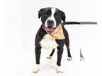American Pit Bull Terrier DOG FOR ADOPTION RGADN-1221569 - Pound Dog-Hank 168936