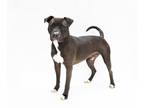 American Pit Bull Terrier Mix DOG FOR ADOPTION RGADN-1221573 - Pound Dog-My Boy