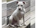 Labrador Retriever Mix DOG FOR ADOPTION RGADN-1221576 - Rosie - Terrier /
