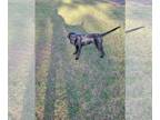 Labrador Retriever DOG FOR ADOPTION RGADN-1221578 - Trixie - Labrador Retriever