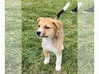 Labrador Retriever Mix DOG FOR ADOPTION RGADN-1221597 - Melody - Terrier /