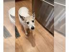 Jack Russell Terrier Mix DOG FOR ADOPTION RGADN-1221599 - Mercedes - Jack