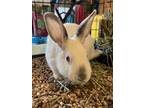 Adopt Abby a Bunny Rabbit