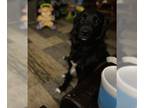 Borador DOG FOR ADOPTION RGADN-1221600 - Tucker - Labrador Retriever / Border