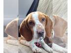 Beagle Mix DOG FOR ADOPTION RGADN-1221601 - Sawyer - Beagle / Mixed (short coat)