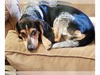 Beagle DOG FOR ADOPTION RGADN-1221602 - Evie - Adoption Pending - Beagle (short
