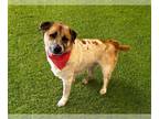 Akita Mix DOG FOR ADOPTION RGADN-1221618 - ANCHOR - Akita / Mixed (medium coat)