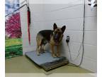 German Shepherd Dog Mix DOG FOR ADOPTION RGADN-1221627 - TENNY - German Shepherd