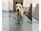 American Pit Bull Terrier-Huskies Mix DOG FOR ADOPTION RGADN-1221630 - STORM -