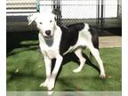 Border Collie Mix DOG FOR ADOPTION RGADN-1221653 - BEANS - Border Collie / Mixed