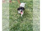 Poochon DOG FOR ADOPTION RGADN-1221657 - BELLE (COURTESY POST) - Bichon Frise /