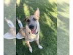 German Shepherd Dog-Red Heeler Mix DOG FOR ADOPTION RGADN-1221658 - AUGGIE -