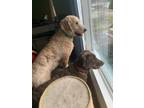 Adopt Penny & Teddy a Goldendoodle, Chocolate Labrador Retriever