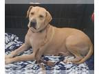Labrador Retriever Mix DOG FOR ADOPTION RGADN-1221661 - Skylo - Labrador