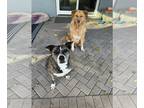 Boxer-Golden Retriever Mix DOG FOR ADOPTION RGADN-1221670 - RED & OREO - Golden