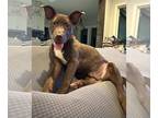 Labrador Retriever Mix DOG FOR ADOPTION RGADN-1221671 - Duke Lonestar - Labrador