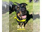 Rottweiler DOG FOR ADOPTION RGADN-1221697 - RUHN - Rottweiler (medium coat) Dog