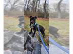 American Pit Bull Terrier Mix DOG FOR ADOPTION RGADN-1221708 - COLT - Pit Bull