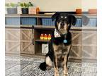 Labrador Retriever Mix DOG FOR ADOPTION RGADN-1221746 - MAVERICK - Labrador