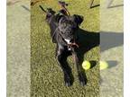 American Pit Bull Terrier DOG FOR ADOPTION RGADN-1221760 - MARINA - Pit Bull