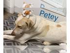 Whippet Mix DOG FOR ADOPTION RGADN-1221769 - Petey - Therapy Dog Potential!