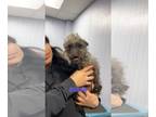 Australian Terrier-Norfolk Terrier Mix DOG FOR ADOPTION RGADN-1221778 - TOTO -