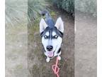 Siberian Husky DOG FOR ADOPTION RGADN-1221790 - *NADIA - Siberian Husky (medium