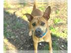 Chinese Shar-Pei Mix DOG FOR ADOPTION RGADN-1221804 - ARIETTA - Chinese Shar-Pei