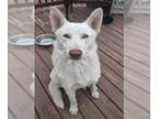 Mix DOG FOR ADOPTION RGADN-1221818 - JAKE - Husky (medium coat) Dog For