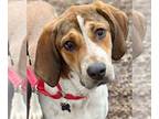English Foxhound DOG FOR ADOPTION RGADN-1221850 - June Bug - Foxhound / Terrier